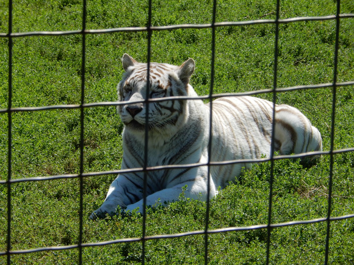 9/1/2024 - White Bengal Tiger