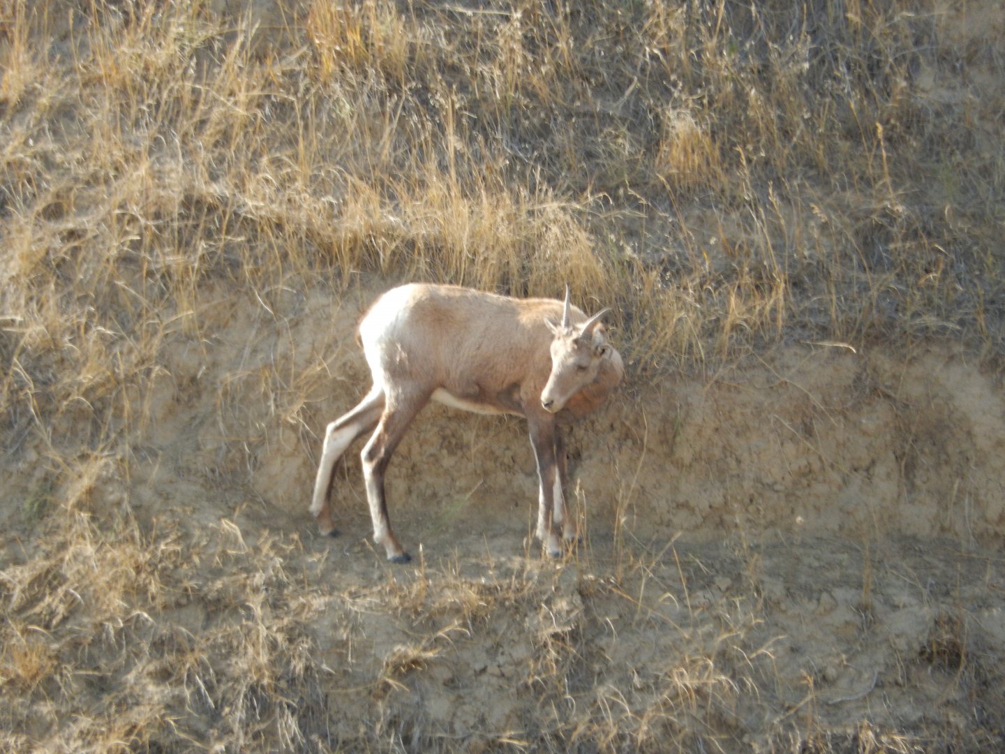9/11/2021 - Adolescent Bighorn