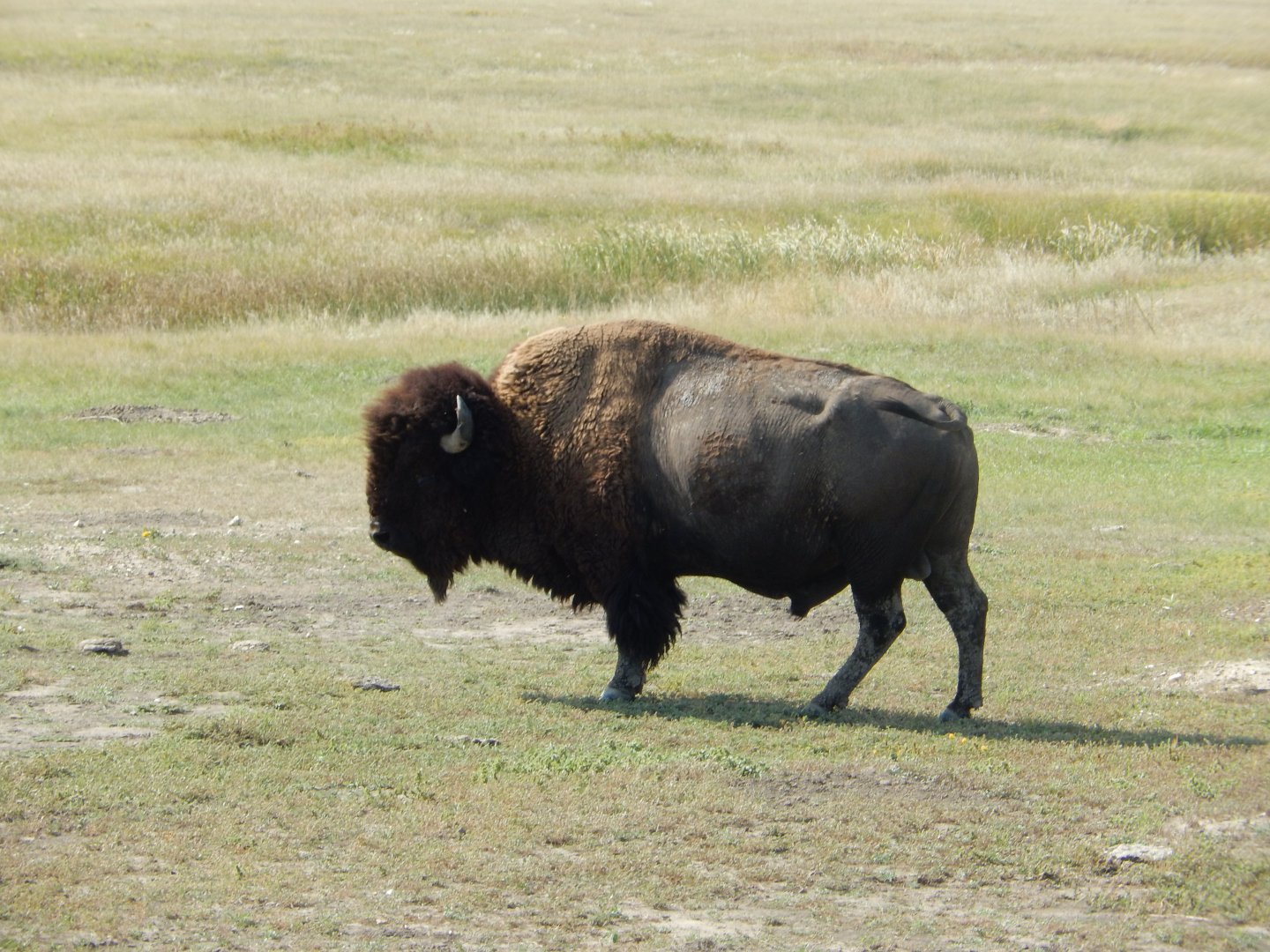 9/11/2021 - American Bison