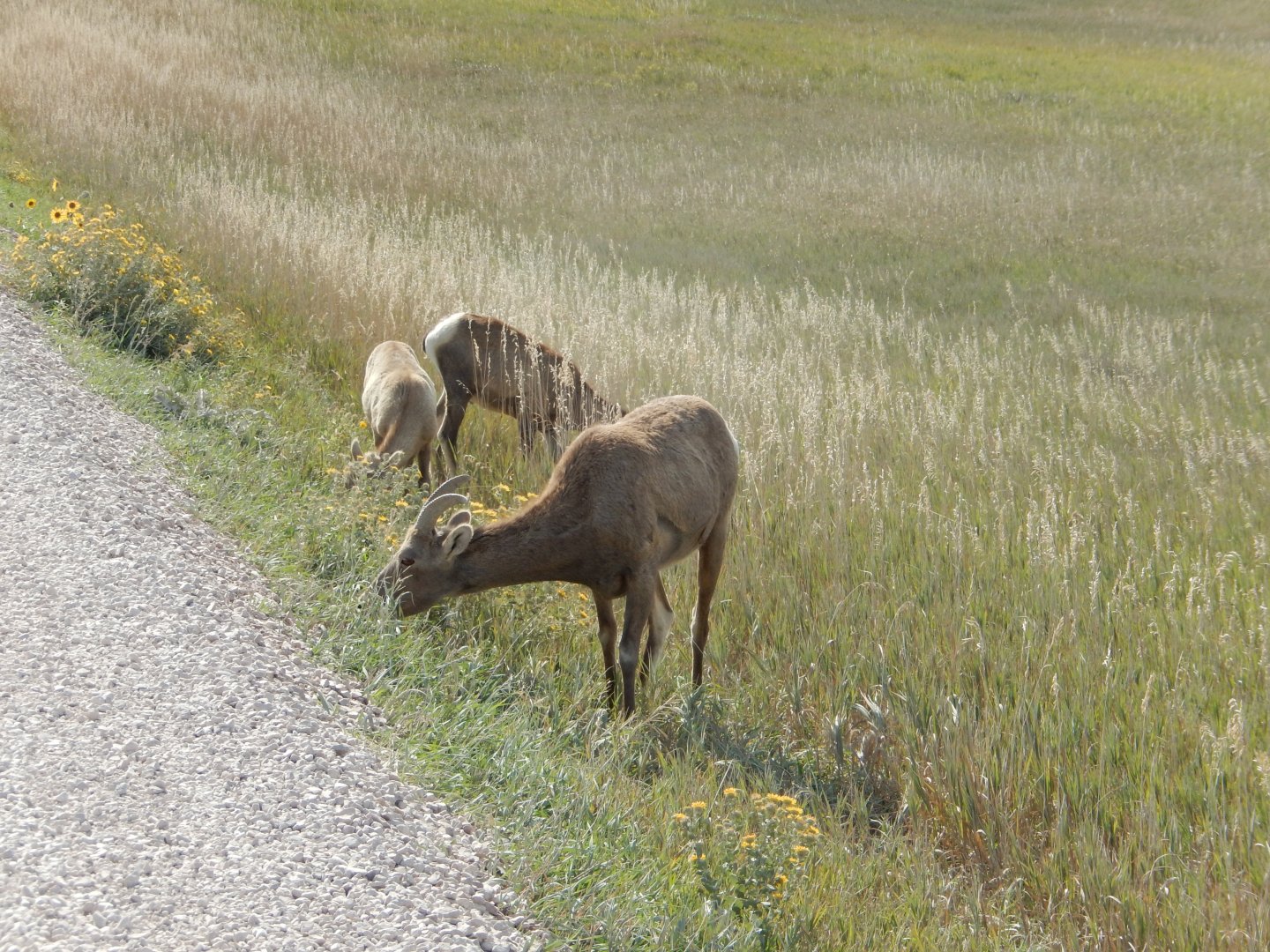 9/11/2021 - Bighorn Group