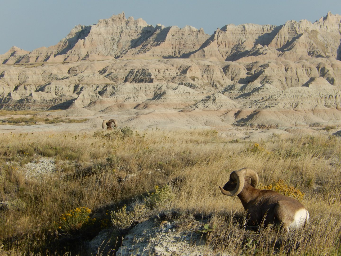 9/11/2021 - Double Rams