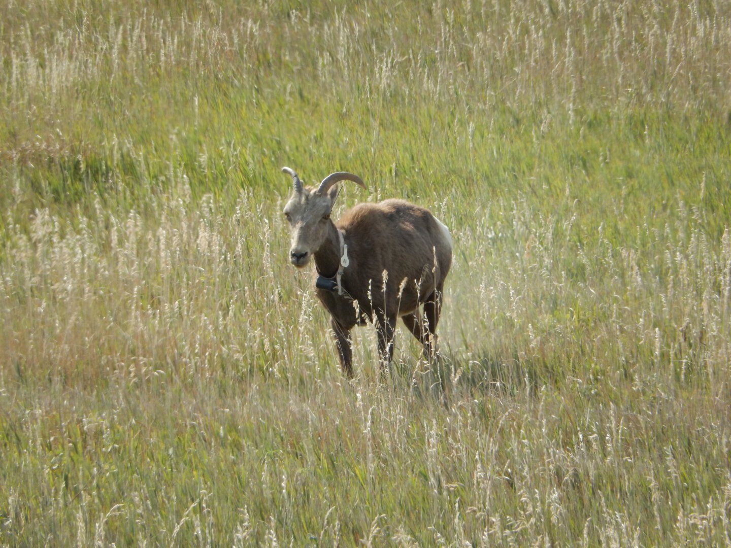 9/11/2021 - Female Bighorn Sheep