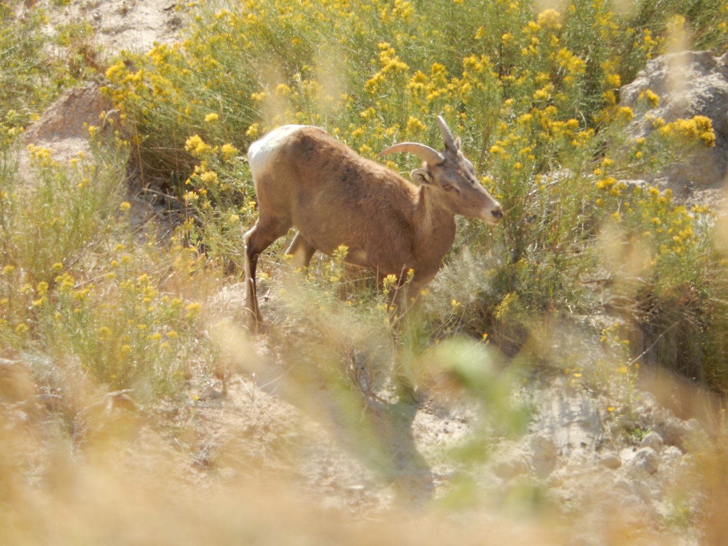 9/11/2021 - Flower Girl