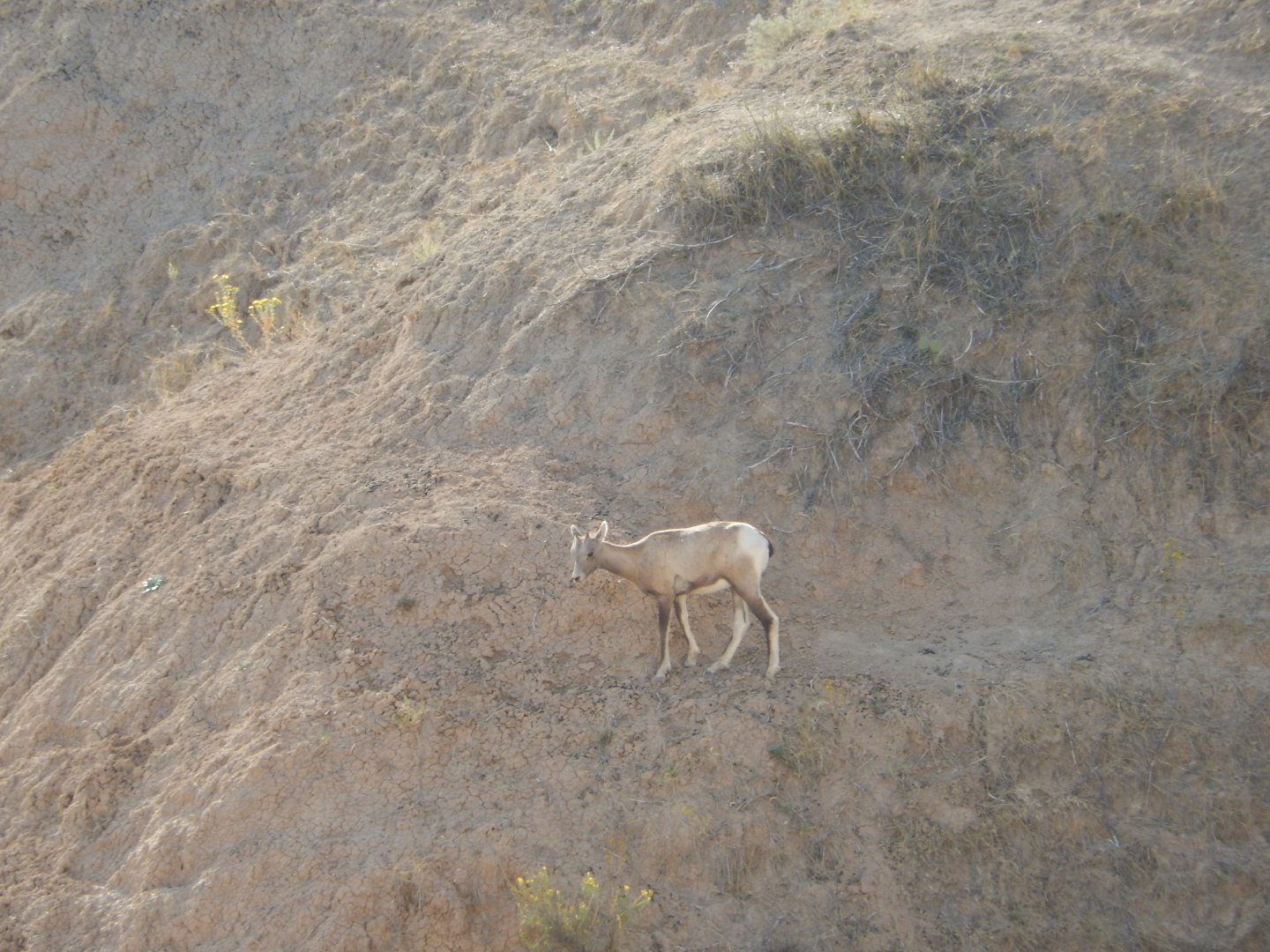 9/11/2021 - Little Guy on a Big Cliff