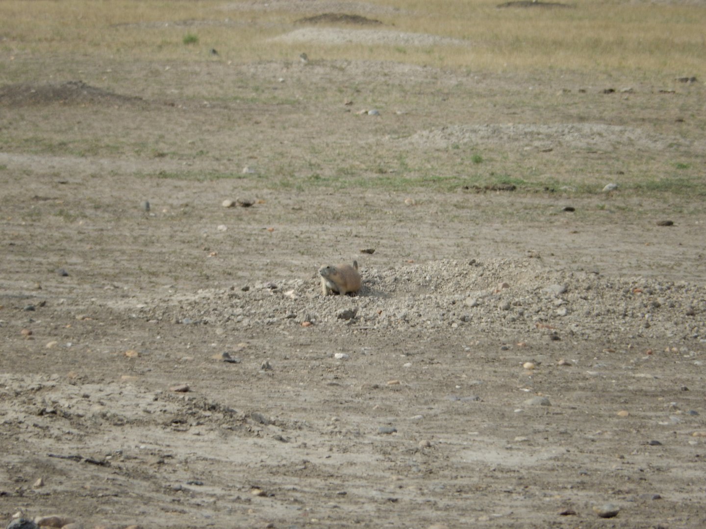 9/11/2021 - Prairie Dog