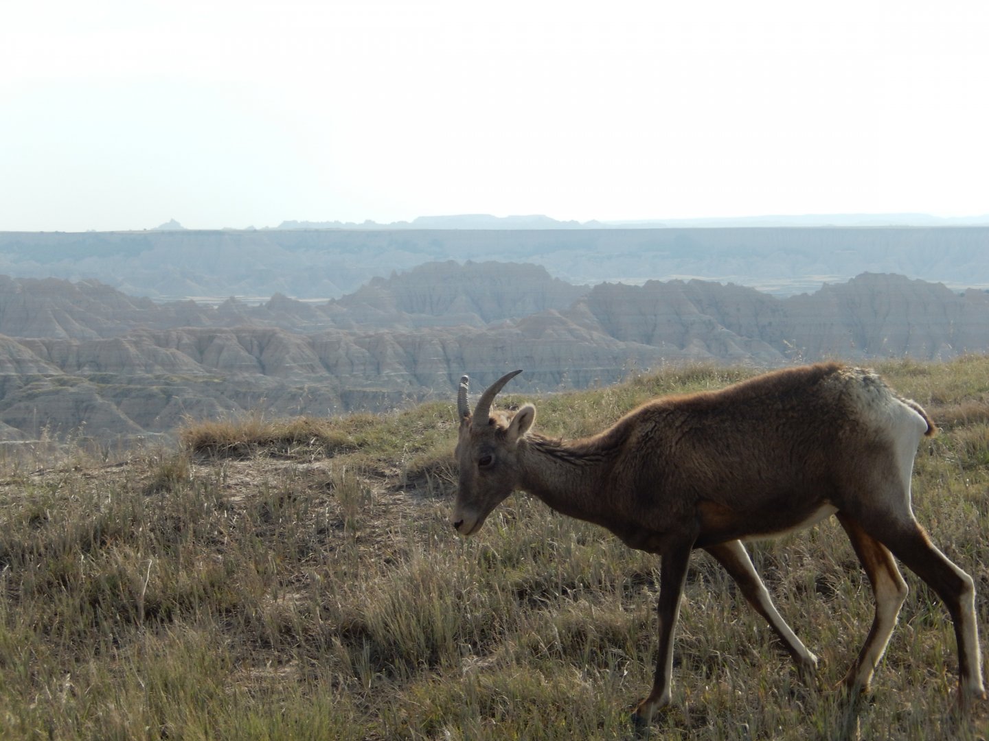 9/11/2021 - Queen of the Mountain