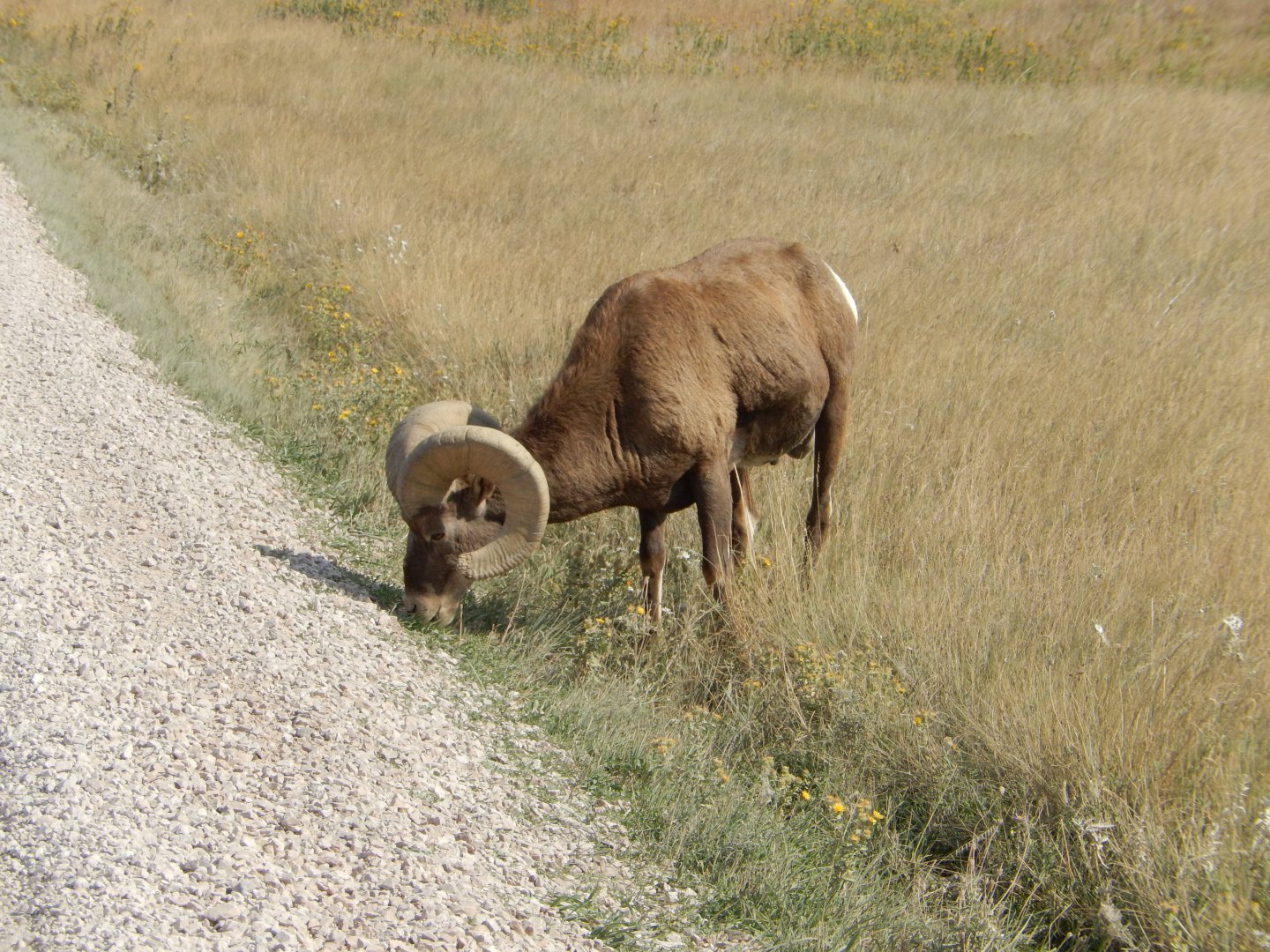 9/11/2021 - Roadside Grazing