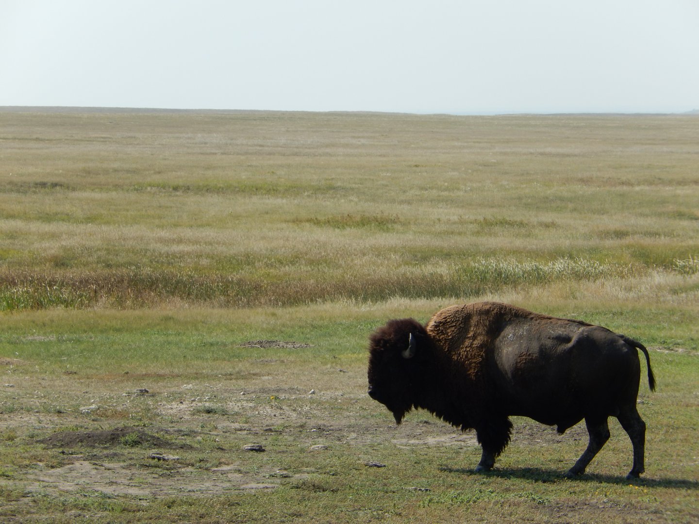 9/11/2021 - Ruler of the Plains