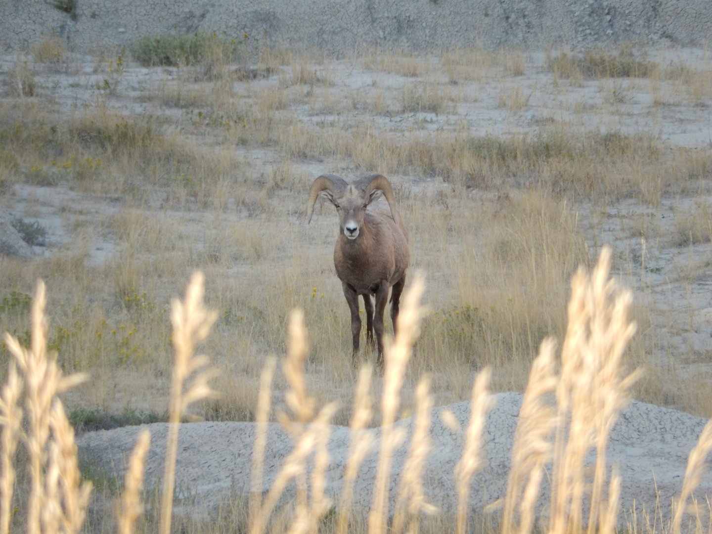 9/11/2021 - Stare Down