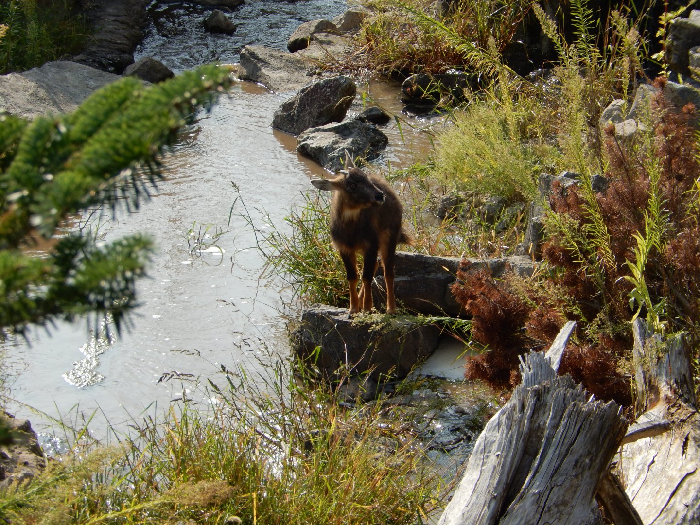 9/13/2020 - A Day By the Stream