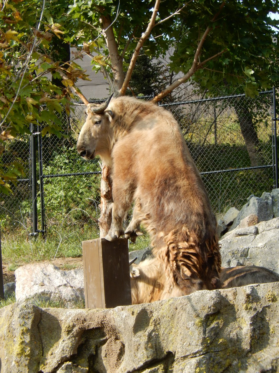 9/13/2020 - A "Mountain Gerenuk?"