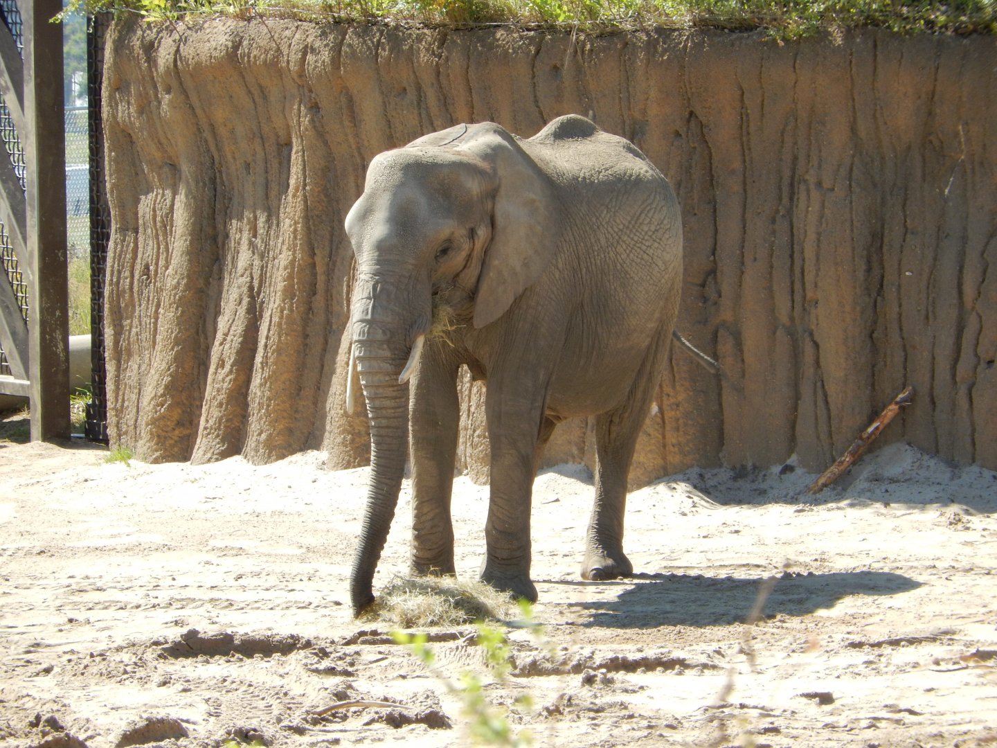 9/13/2020 - African Elephant