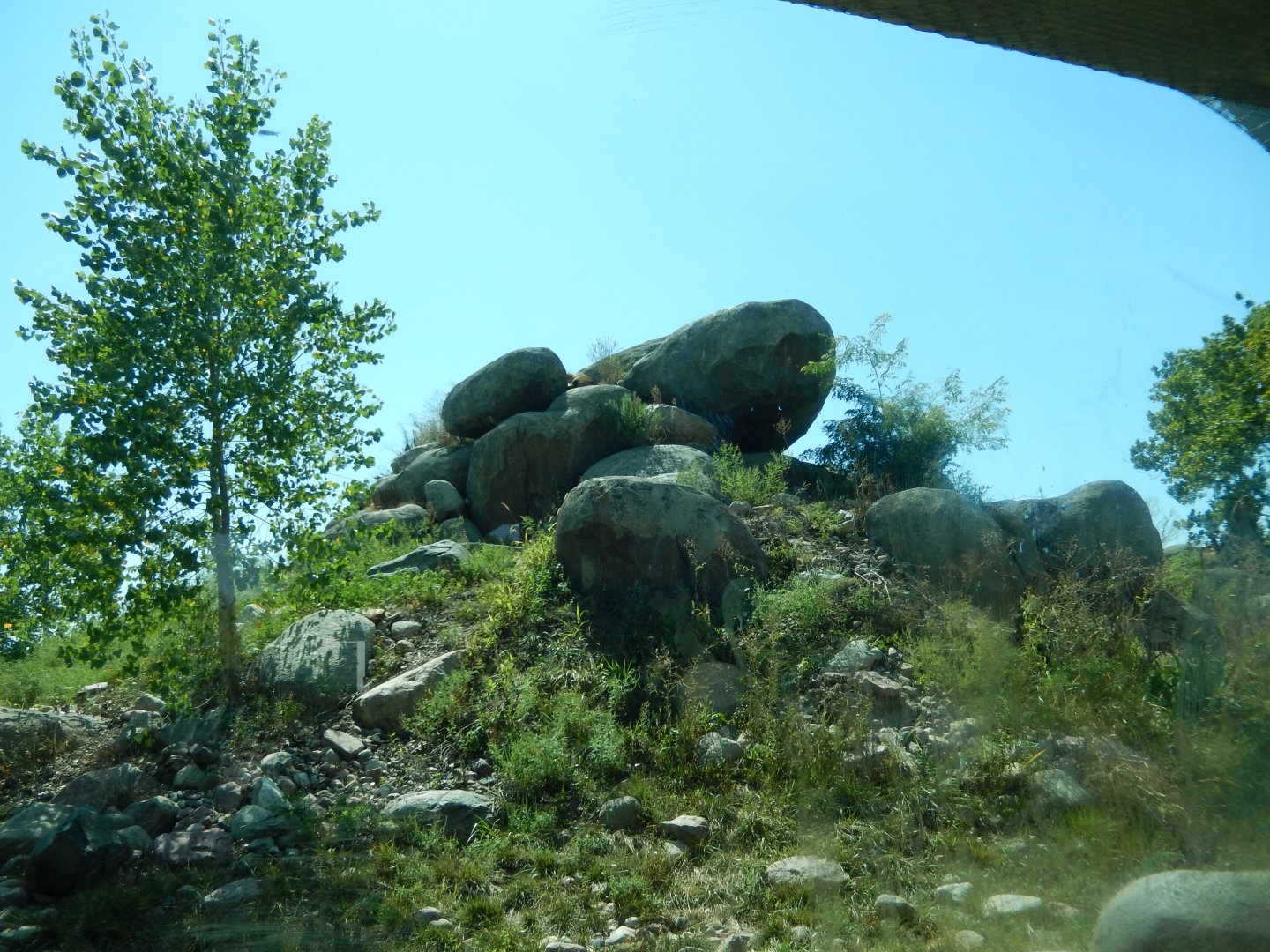 9/13/2020 - African Lion Habitat - Kopje