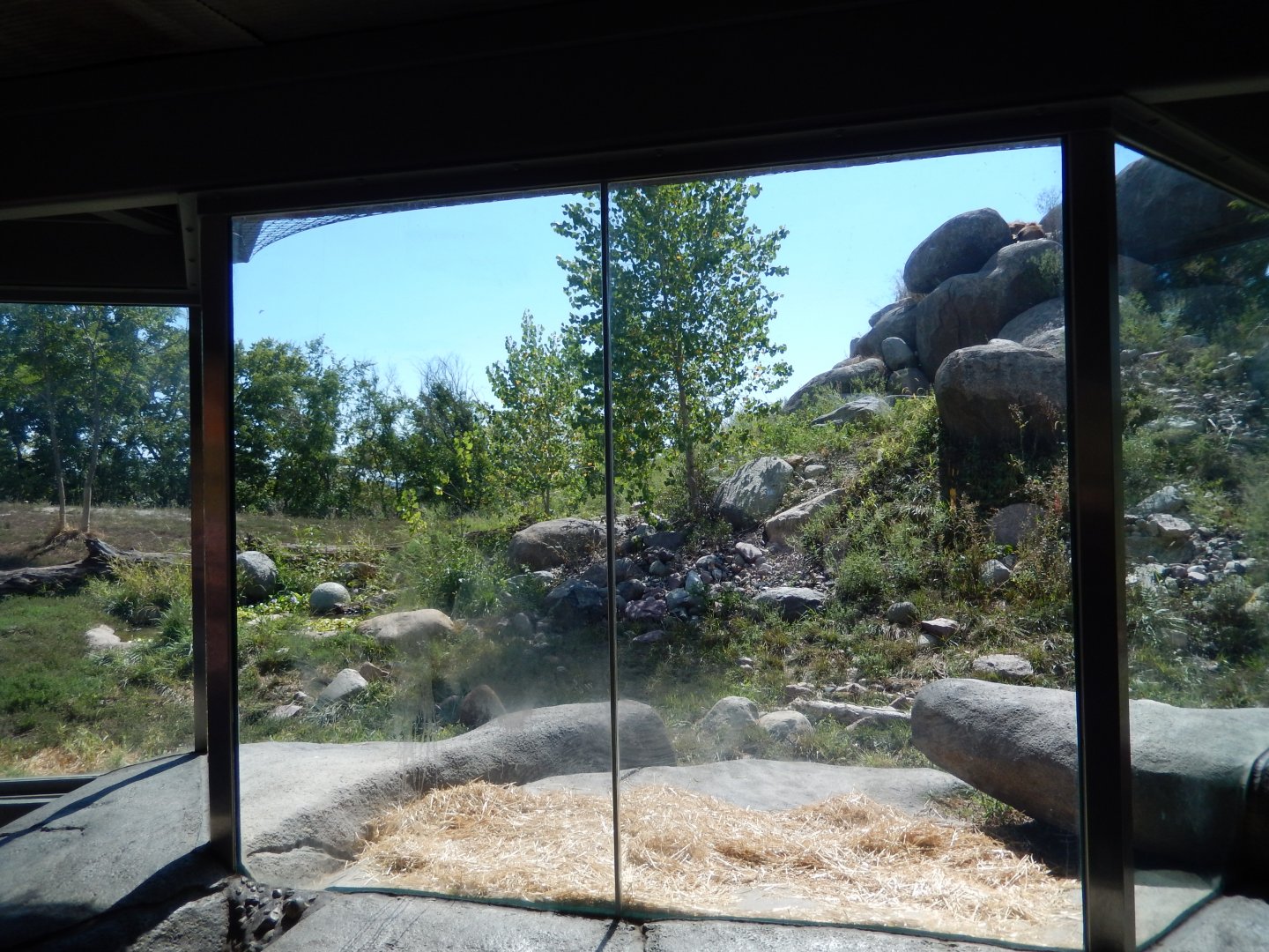 9/13/2020 - African Lion Habitat - Main Viewing Area