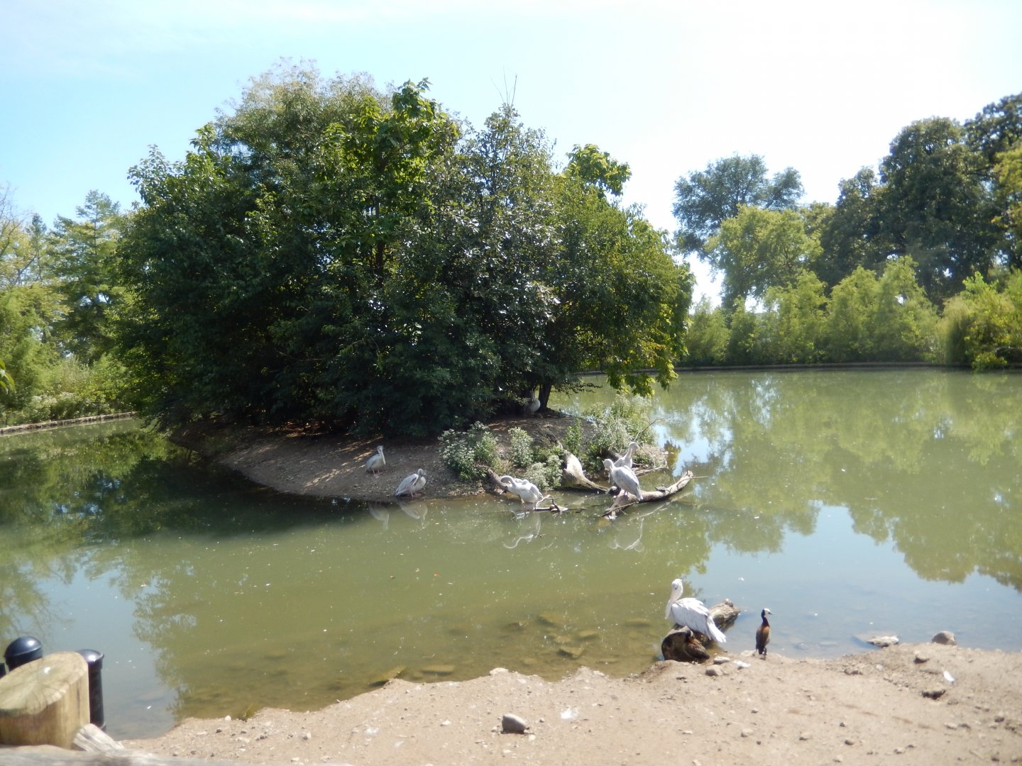9/13/2020 - African Pink-Backed Pelican Island