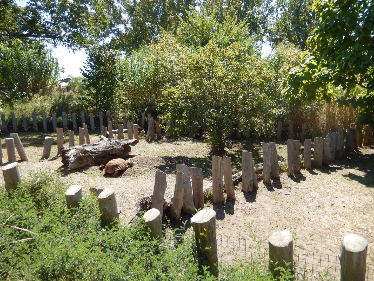 9/13/2020 - African Spurred Tortoise Pens