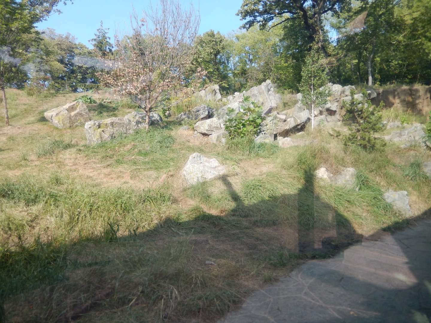 9/13/2020 - Amur Tiger Habitat