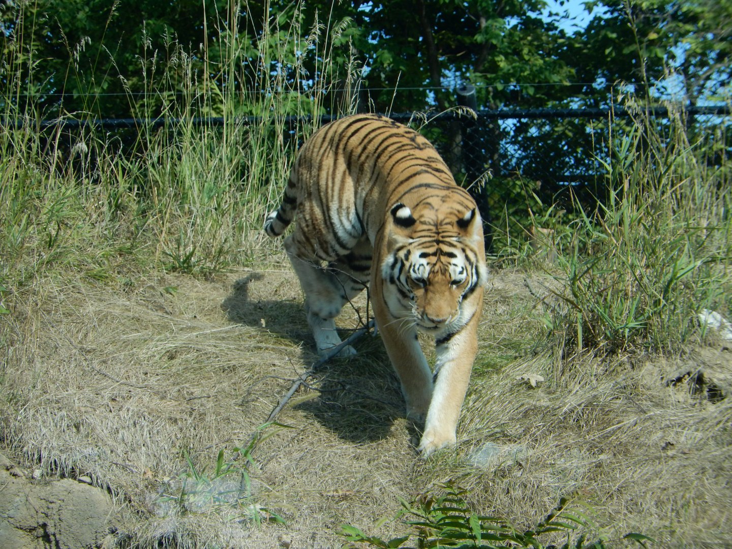 9/13/2020 - Amur Tiger