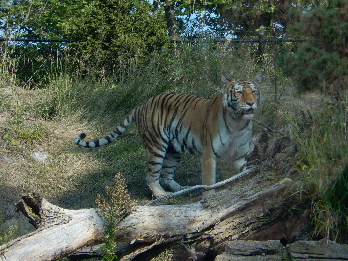 9/13/2020 - Amur Tiger