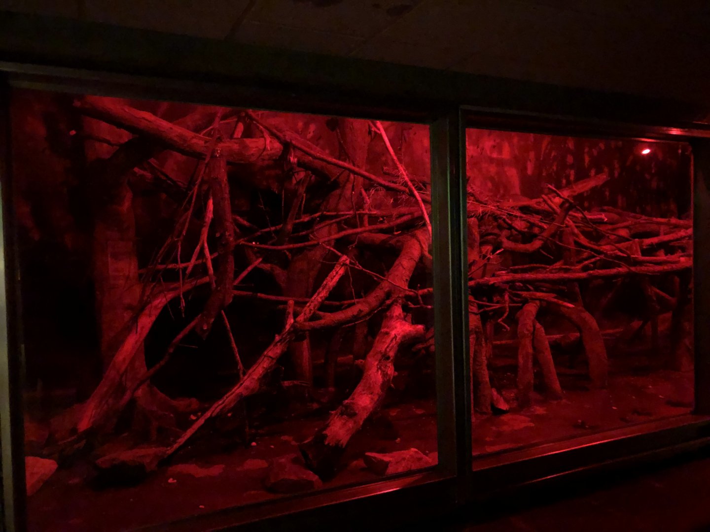 9/13/2020 - Aye-aye & Fruit Bat Habitat