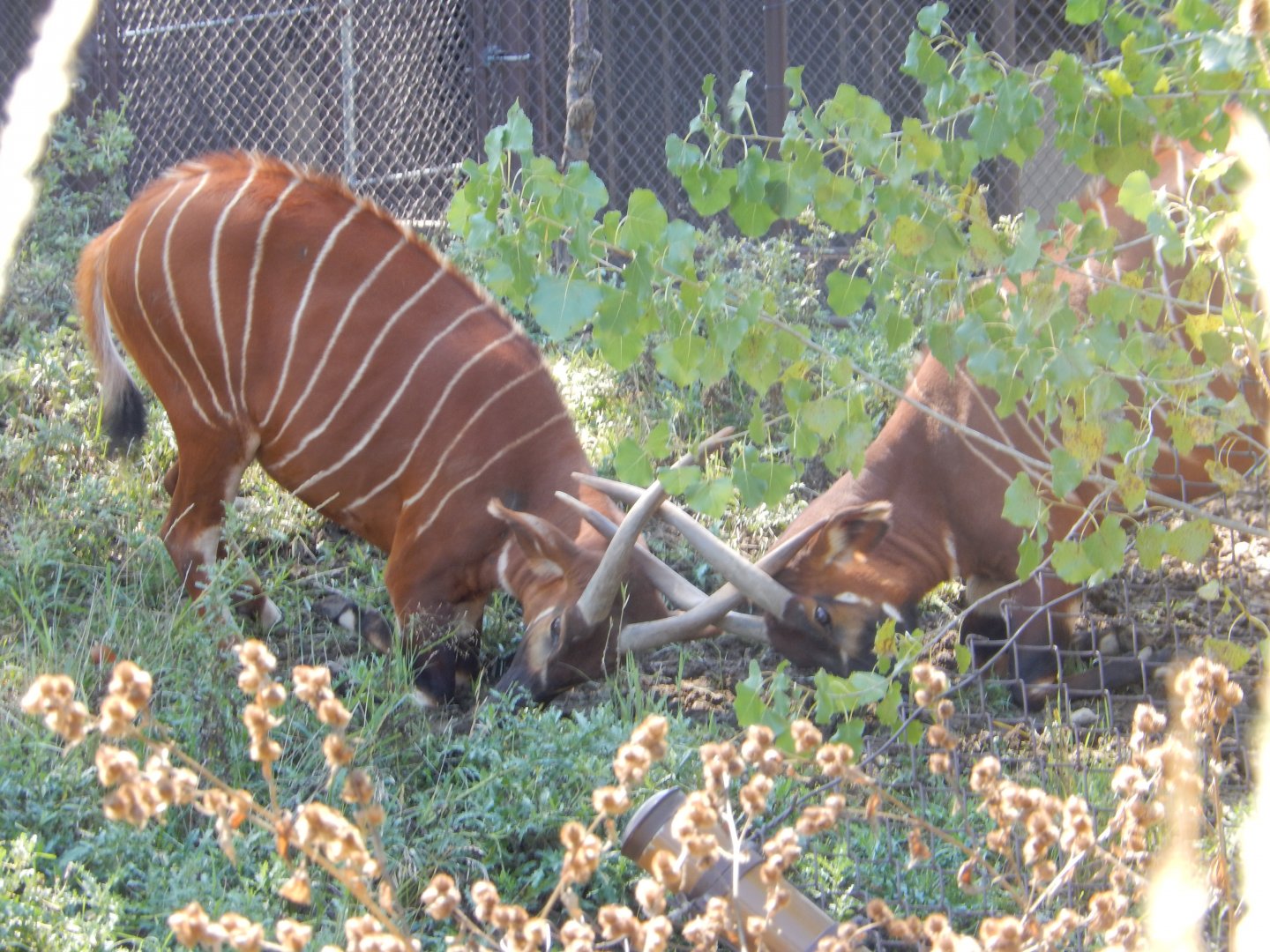 9/13/2020 - Bongo Face-Off!