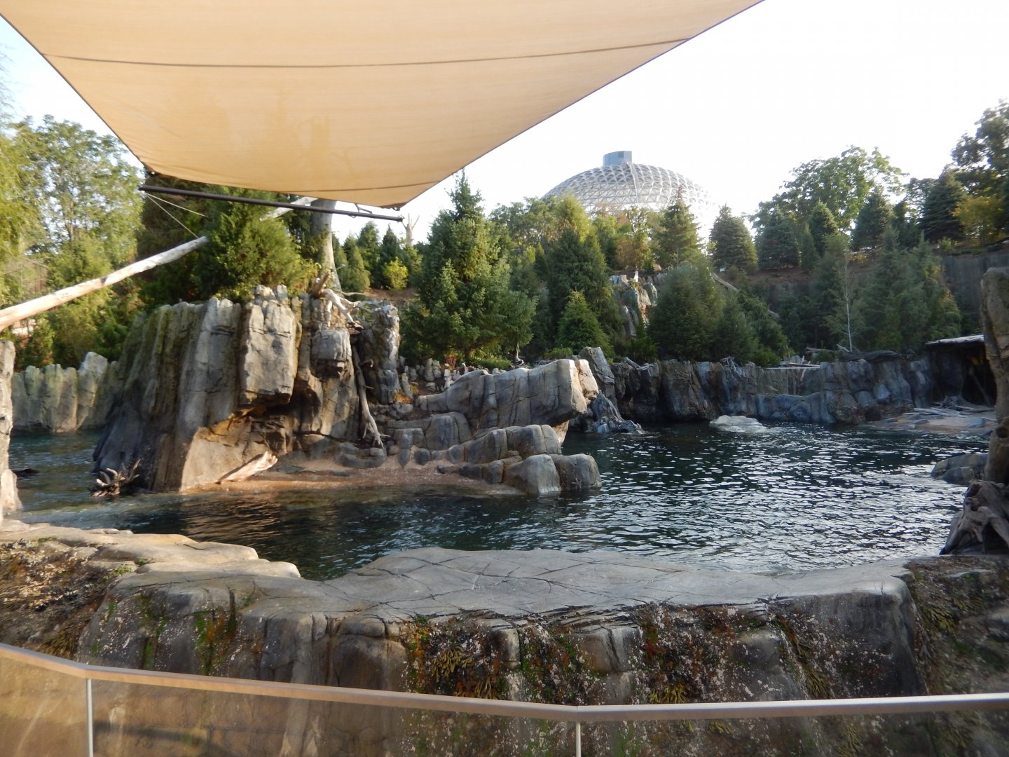 9/13/2020 - California Sea Lion Habitat