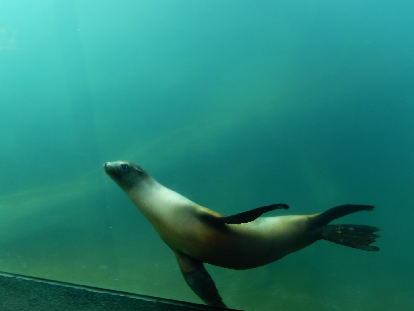 9/13/2020 - California Sea Lion
