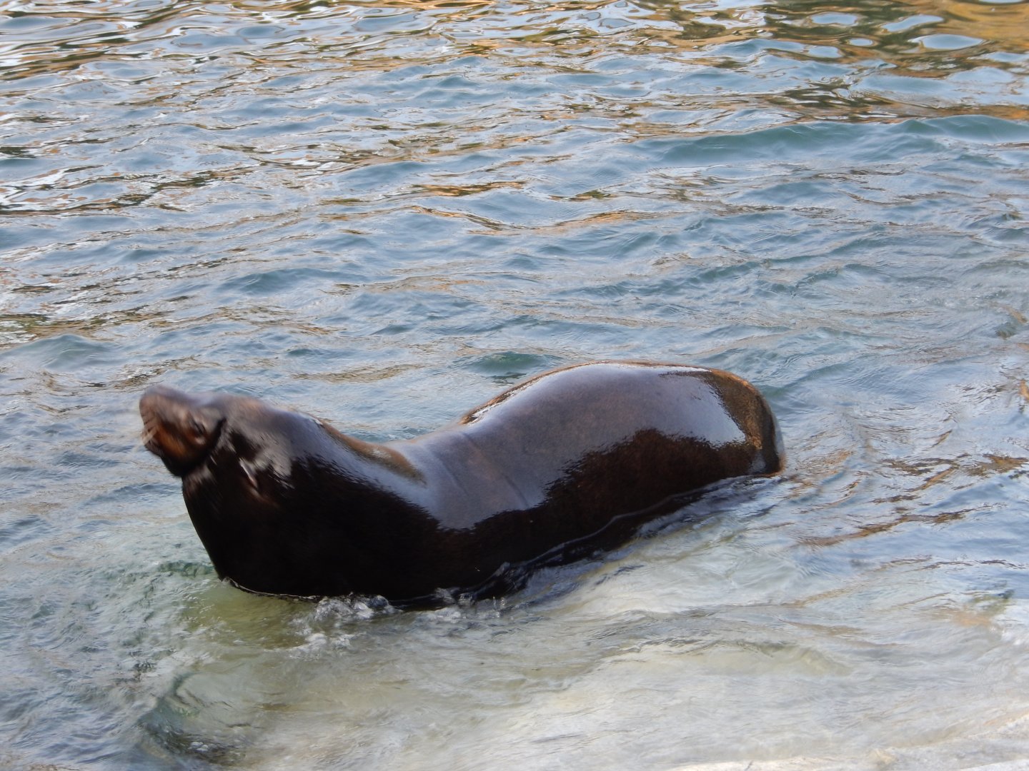 9/13/2020 - California Sea Lion