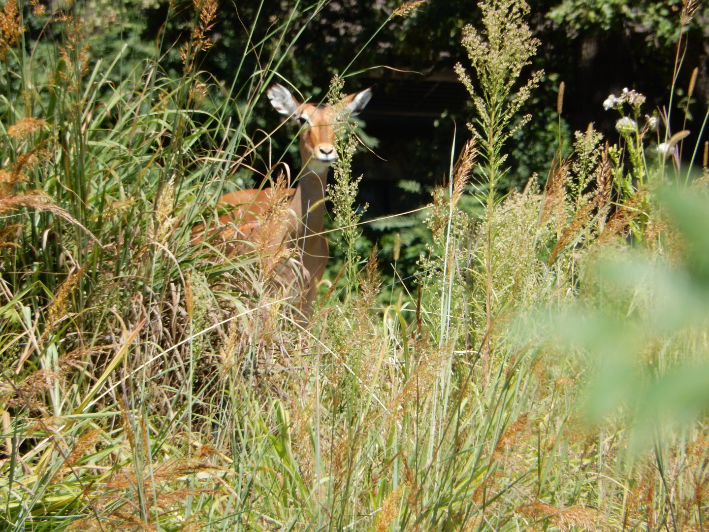 9/13/2020 - Caution on the Savanna