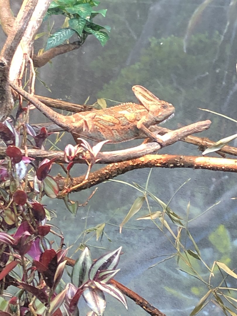 9/13/2020 - Chameleon (Oustalet’s?)