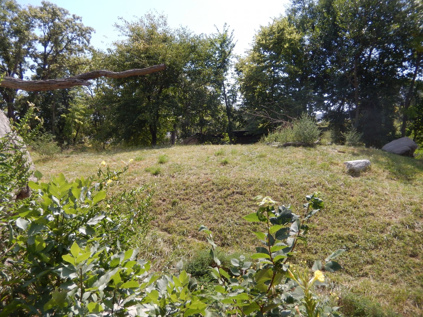 9/13/2020 - Cheetah Habitat - Left Side