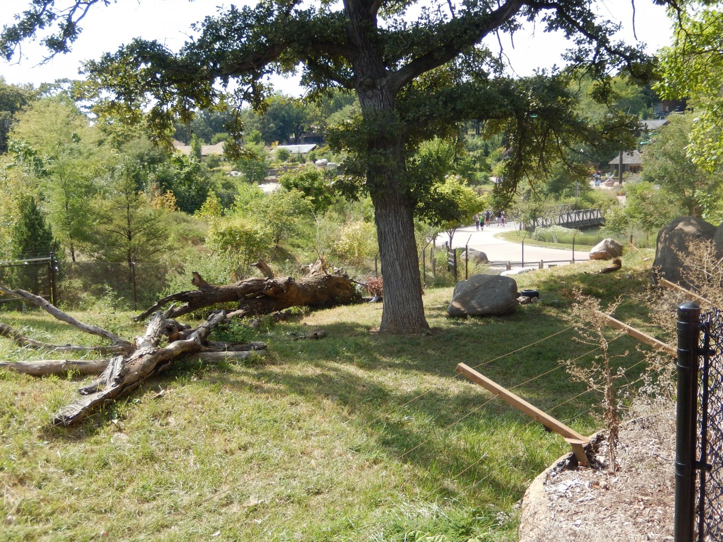9/13/2020 - Cheetah Habitat - Right Side