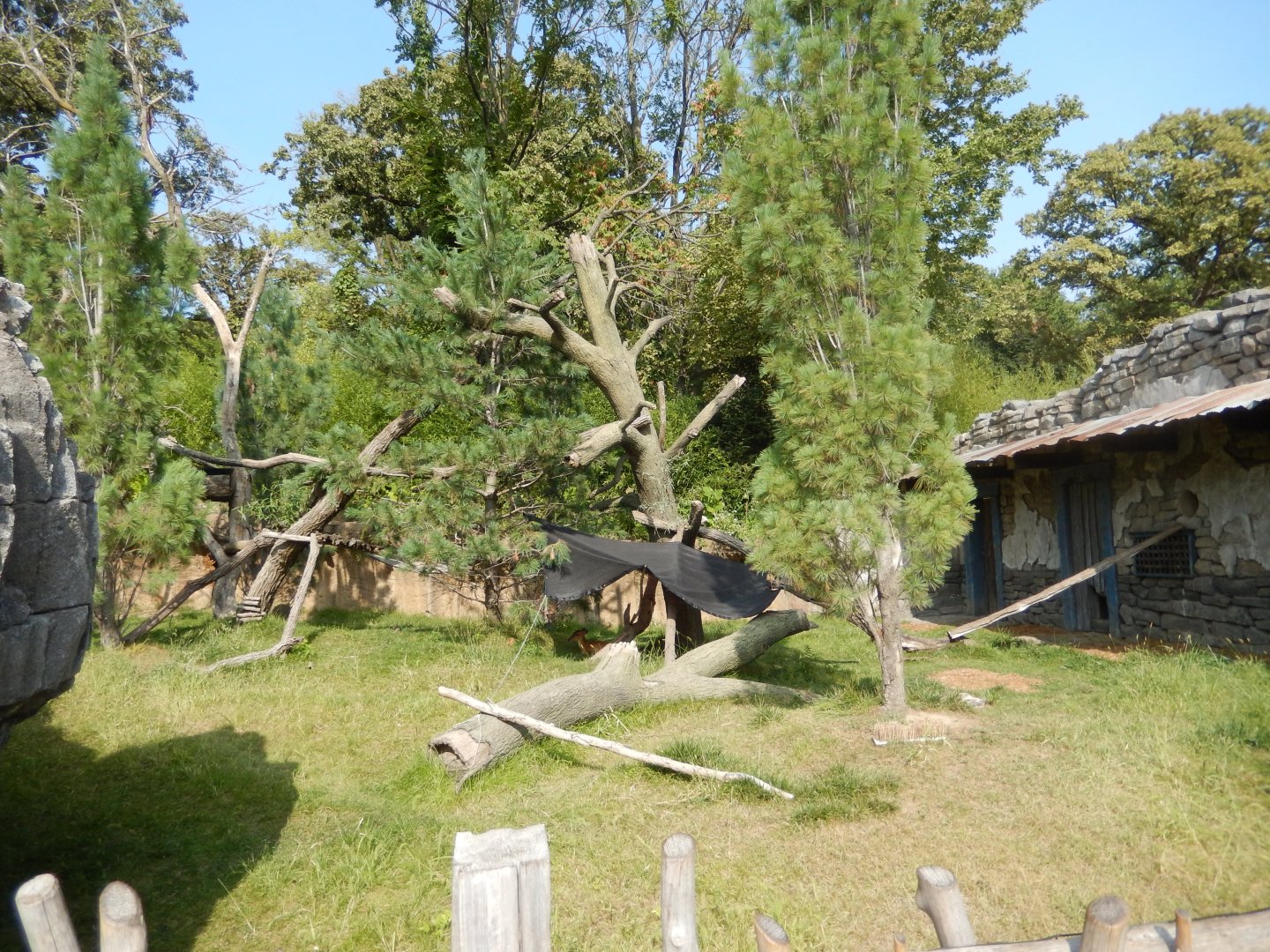 9/13/2020 - Chinese Muntjac & Red Panda Habitat