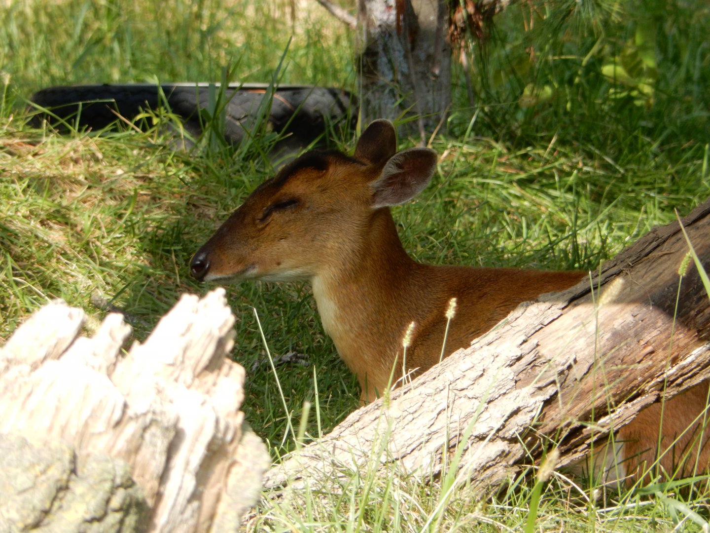 9/13/2020 - Chinese Muntjac