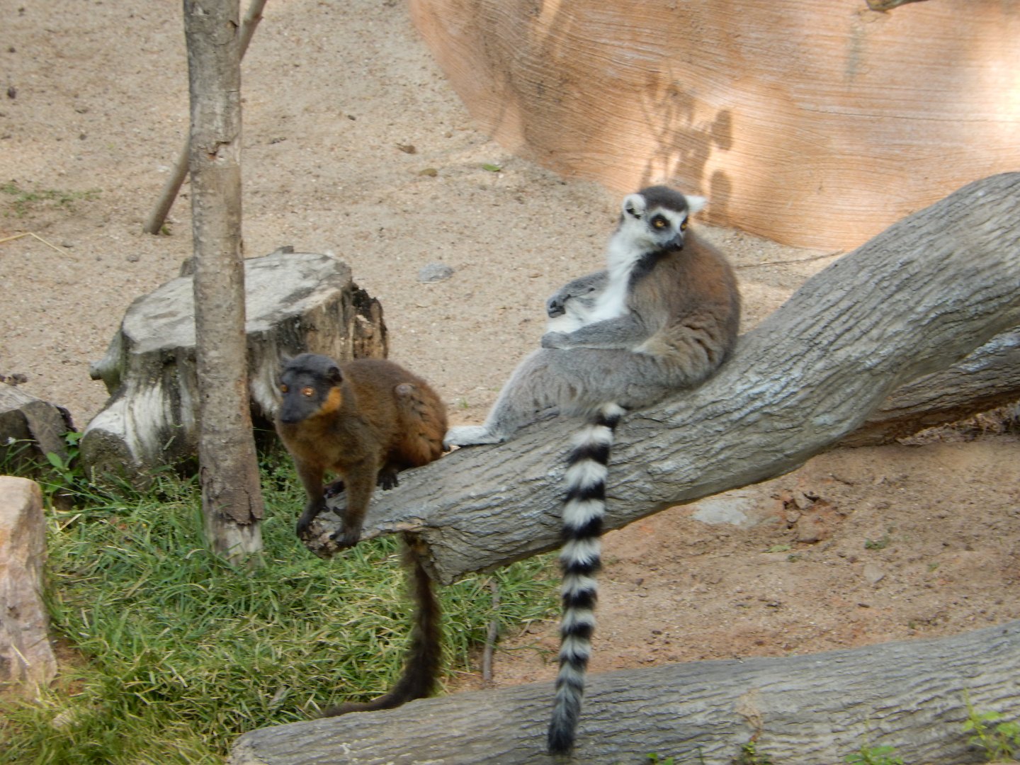 9/13/2020 - Collared Brown and Ring-tailed Lemurs