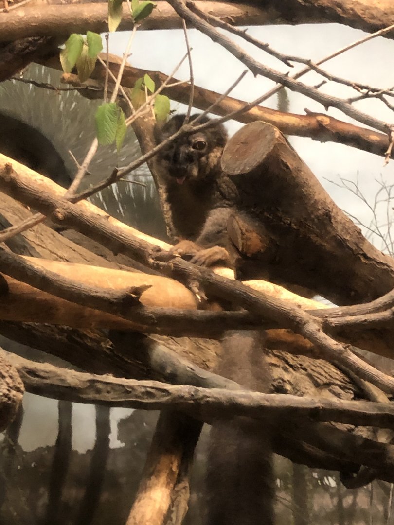 9/13/2020 - Collared Brown Lemur