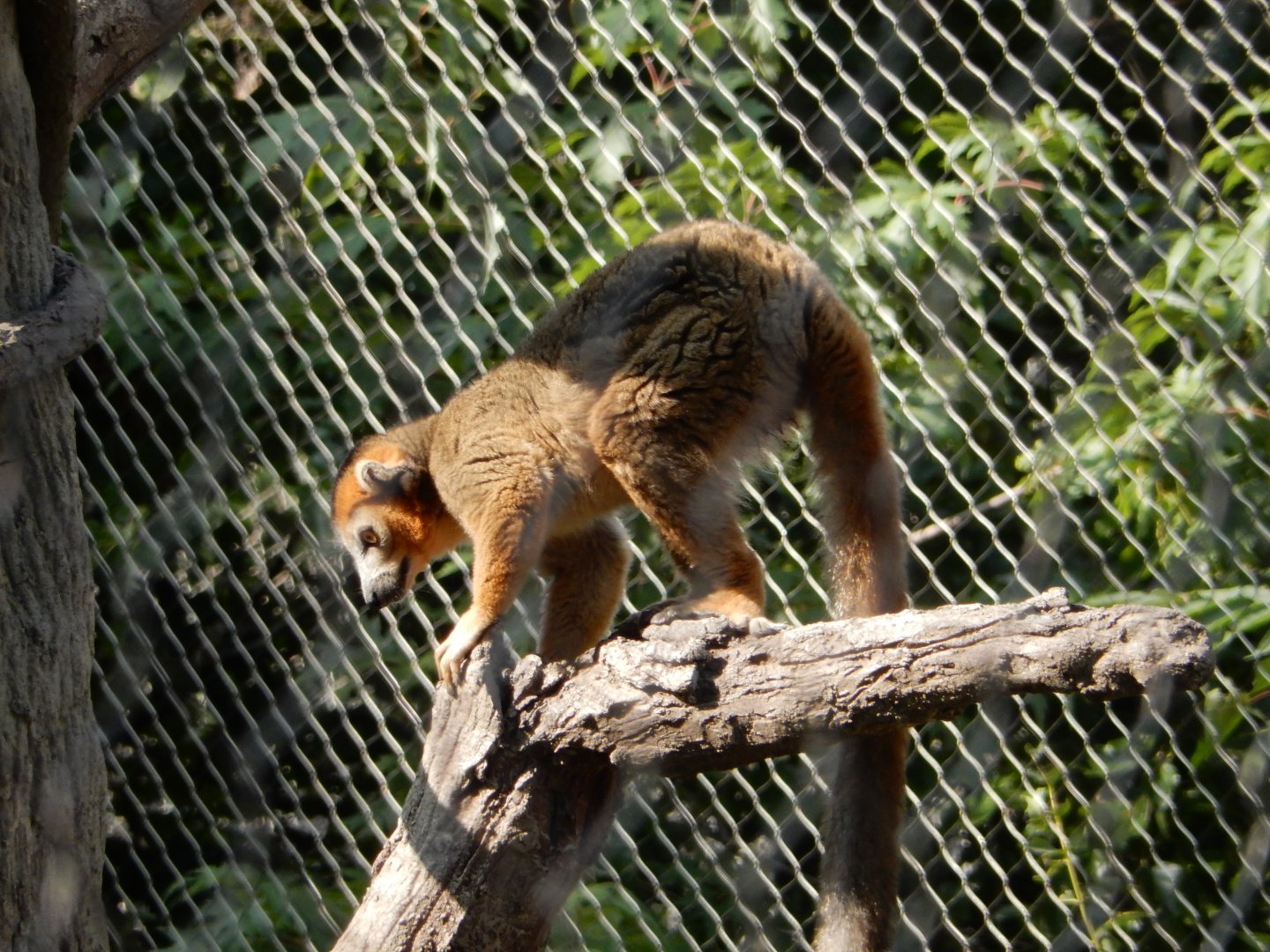 9/13/2020 - Crowned Lemur