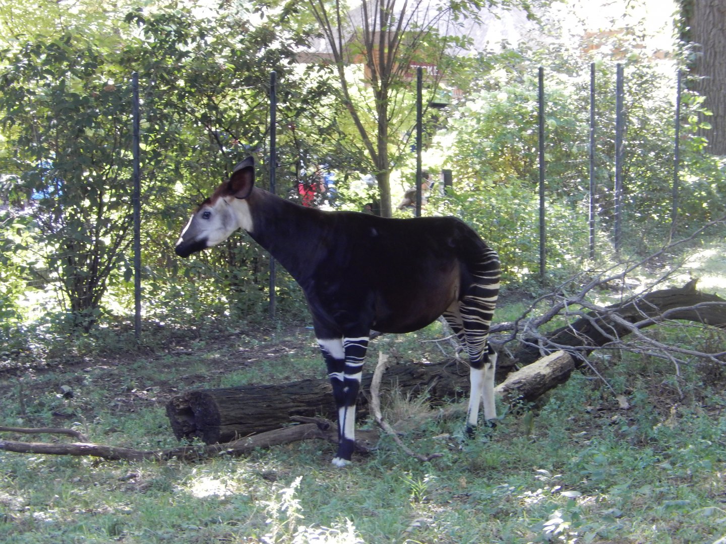 9/13/2020 - Female Okapi
