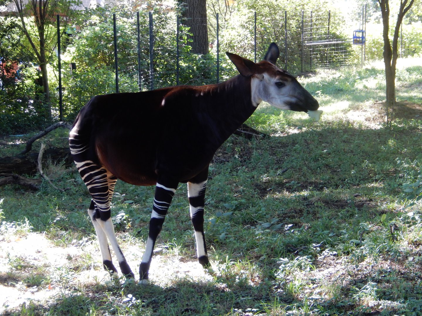9/13/2020 - Female Okapi