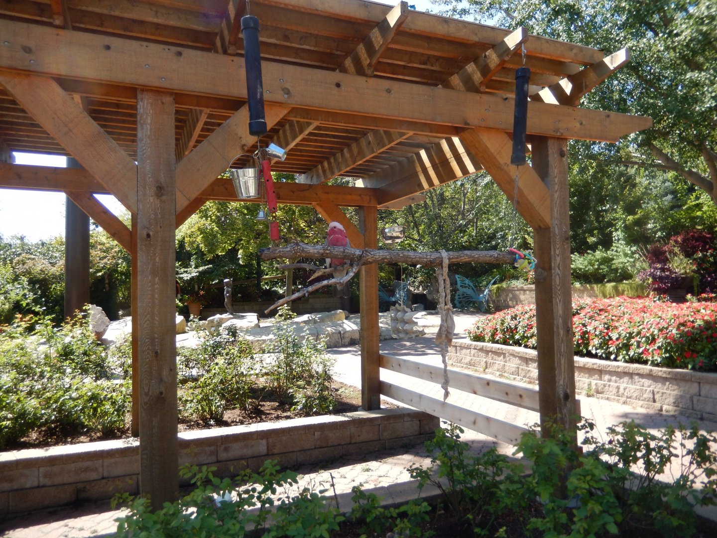 9/13/2020 - Galah Perch