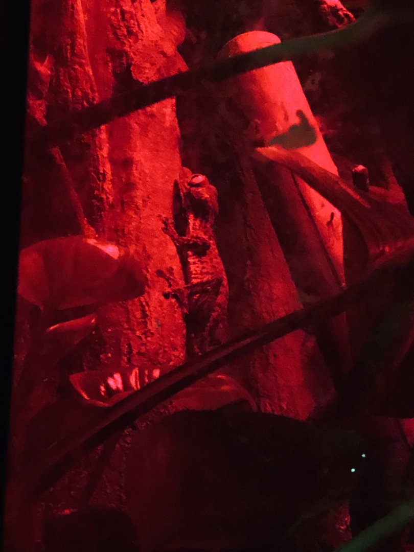 9/13/2020 - Gecko (Species Help Please?)