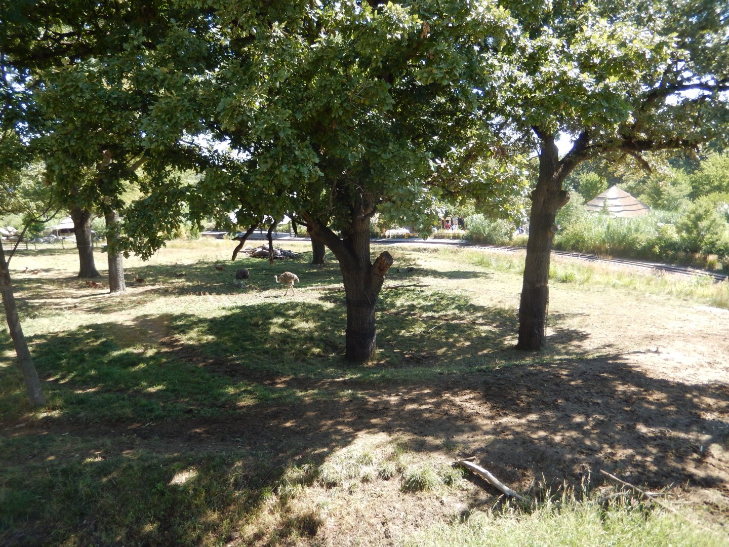 9/13/2020 - Giraffe Savanna - Middle Third