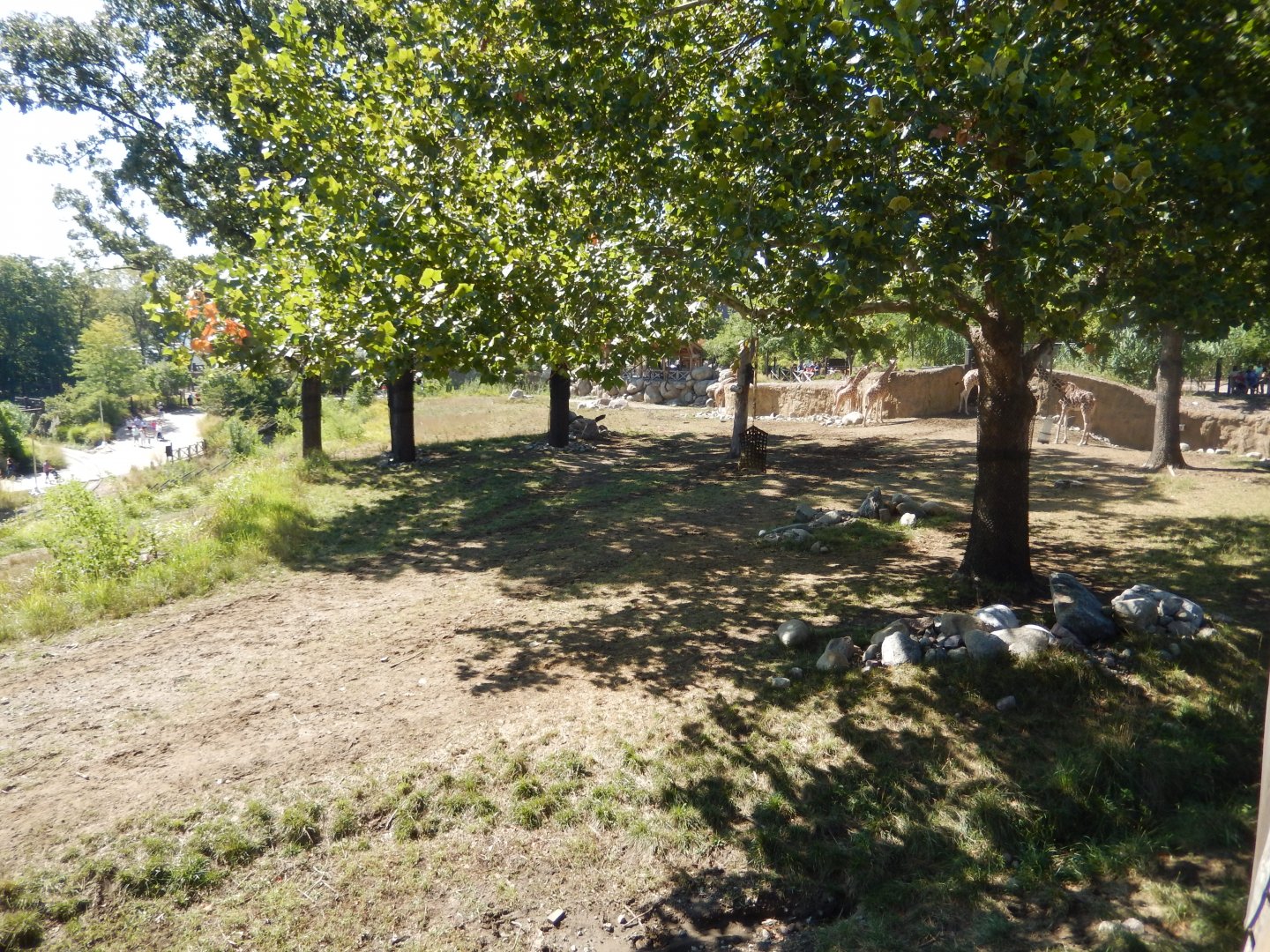 9/13/2020 - Giraffe Savanna - Right Third