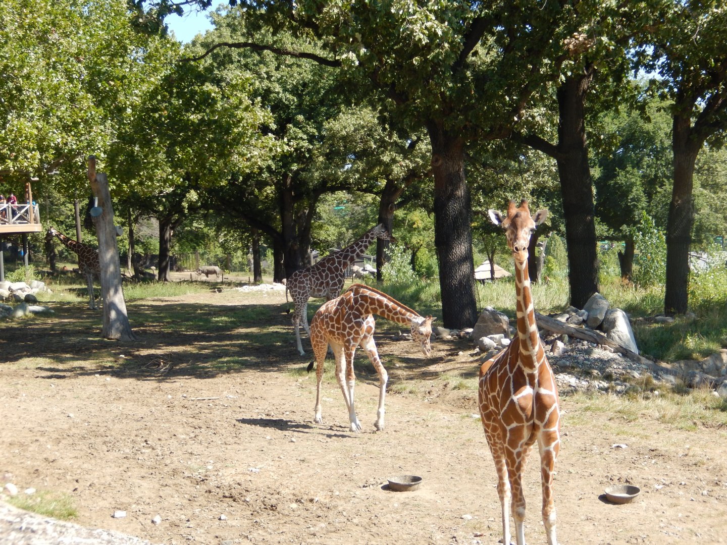 9/13/2020 - Giraffe Savanna