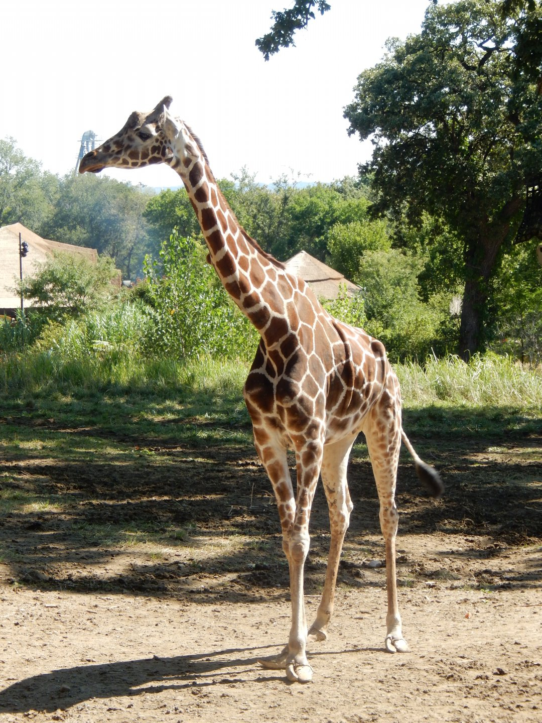 9/13/2020 - Giraffe