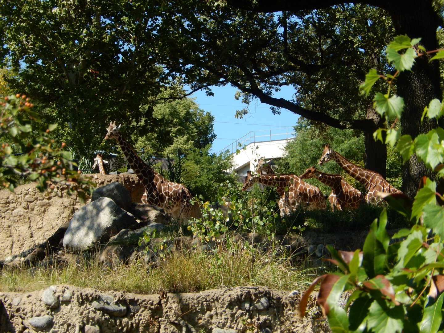 9/13/2020 - Giraffes from Below