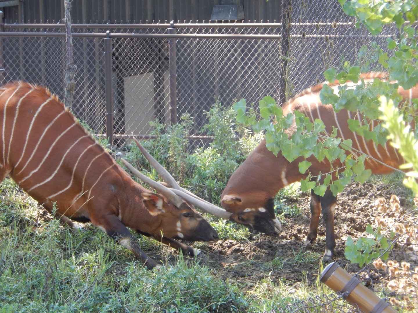 9/13/2020 - Head-to-Head!