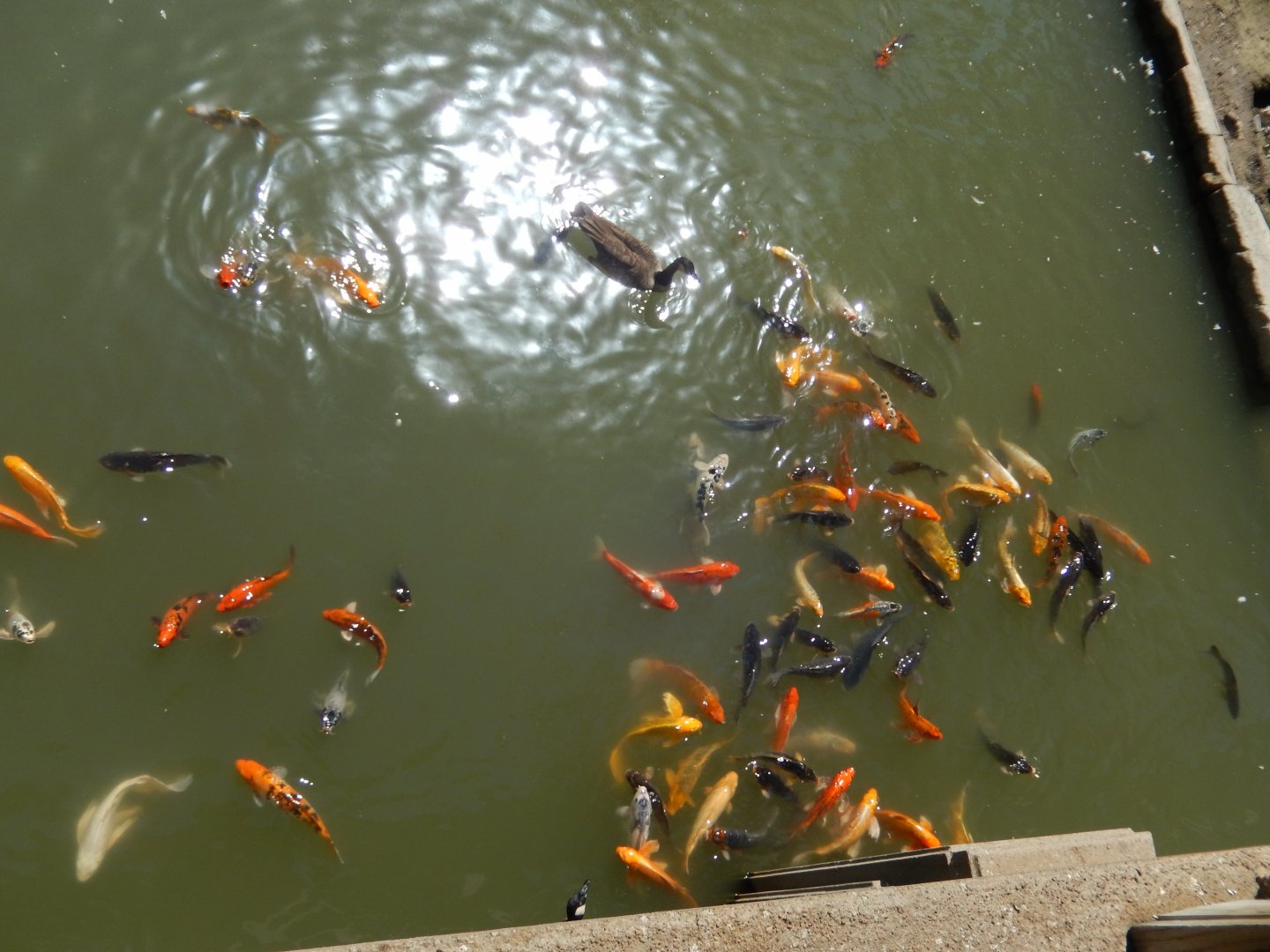 9/13/2020 - Hungry Koi Galore!