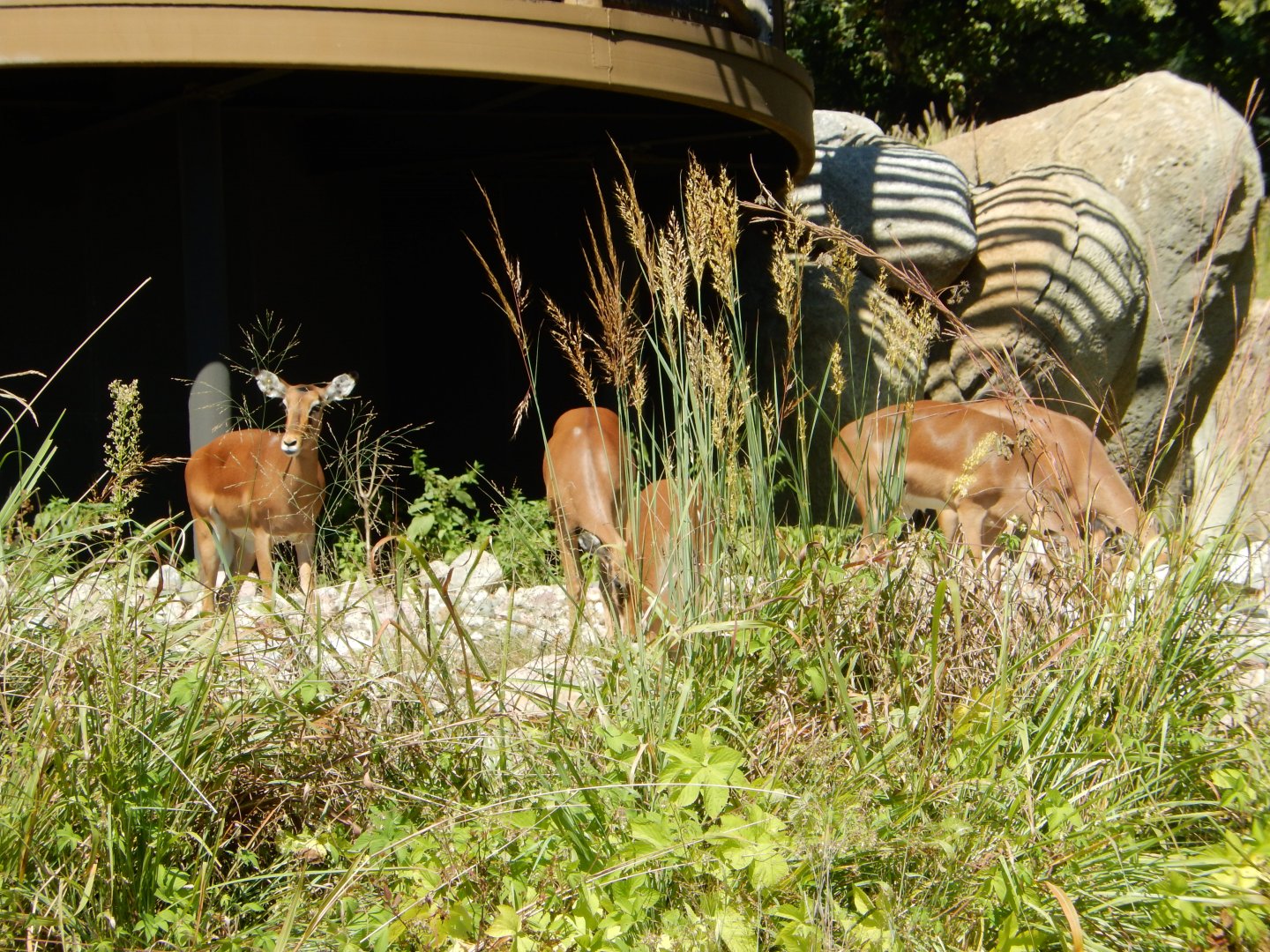 9/13/2020 - Impala Grazing