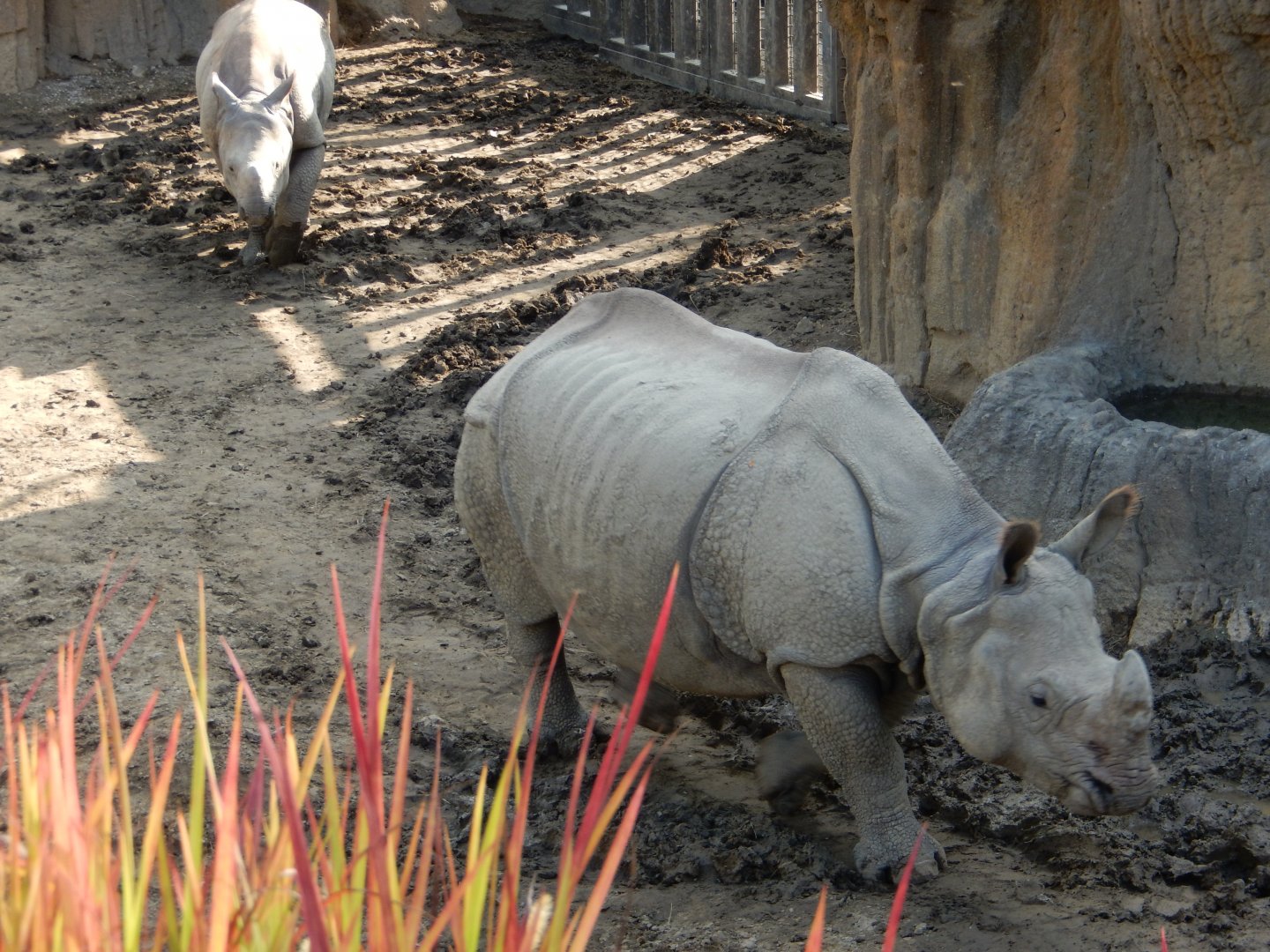 9/13/2020 - Indian Rhino Mom & Calf